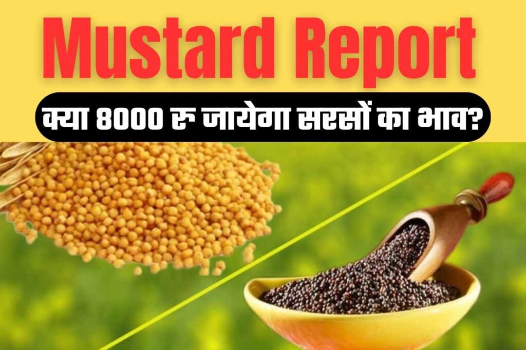 Mustard Report : क्या पिछले साल की तरह 8000 रु का भाव सरसो में हो पायेगा, जानिए रिपोर्ट